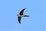 Antillean Palm-Swift